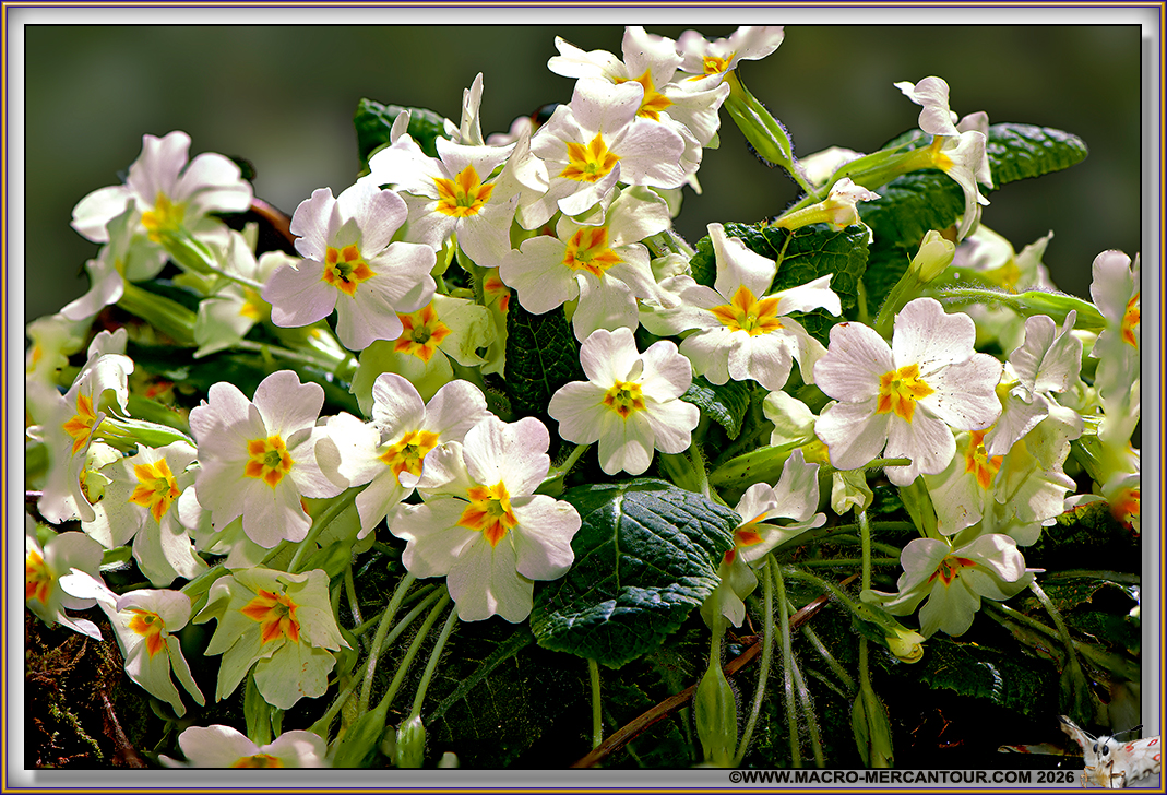 Primev&egrave;res communes